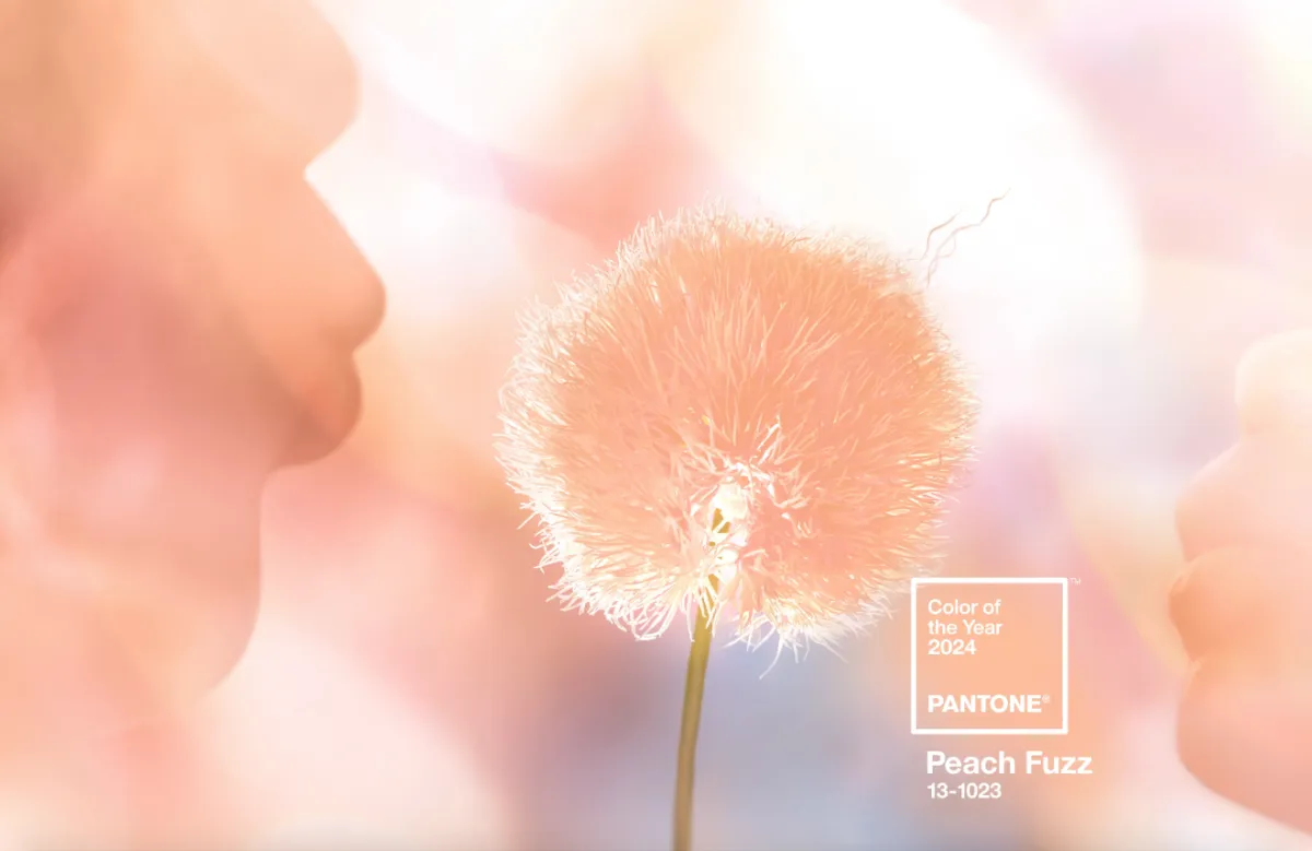 Màu của năm 2024 của Pantone là màu đào - Peach Fuzz